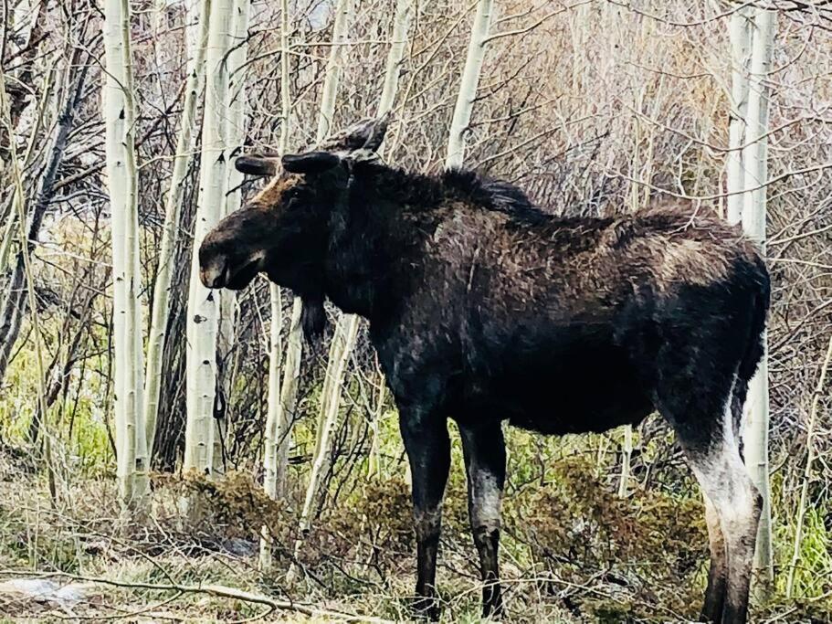 Boulder Best City And Nature With Lake And Trails Pets Ok Exteriör bild